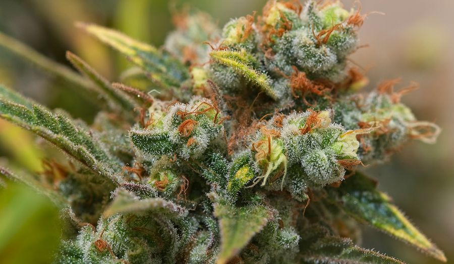 THCA Flower vs THC Flower: Key Differences You Need to Know